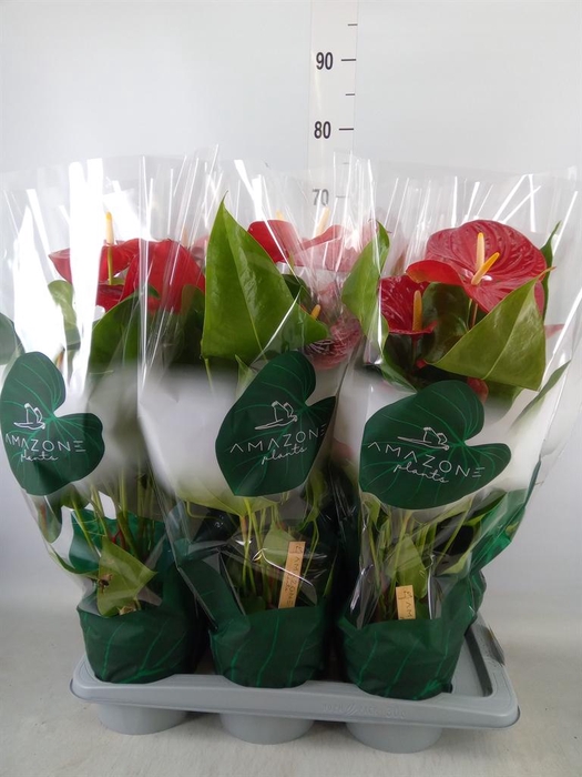 <h4>Anthurium andr. 'Nevada'</h4>