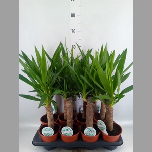 Yucca   ...