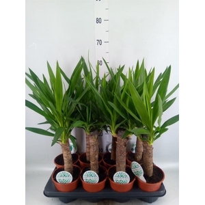 Yucca   ...