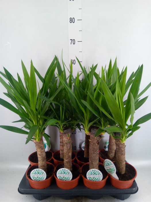 <h4>Yucca ...</h4>
