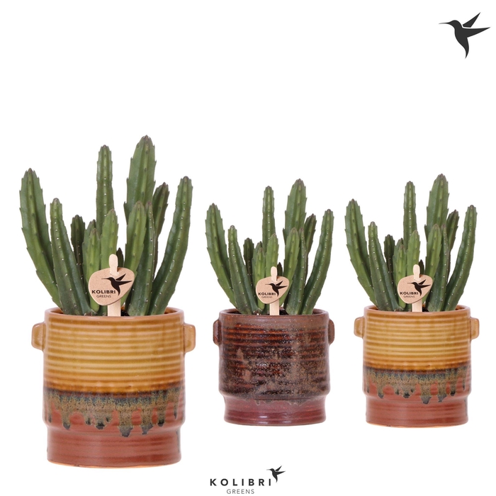 <h4>Kolibri Greens Stapelia Leendertziae in Sunset pot mix</h4>