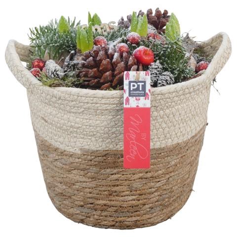 <h4>PTHCH6710 Arrangementen Hyacinthus</h4>