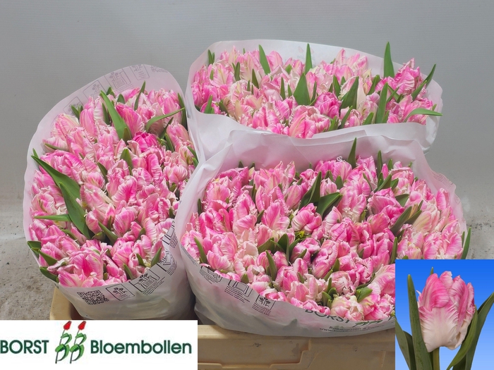 <h4>TU PA CABANNA</h4>