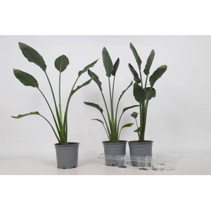 STRELITZIA REGIN BL