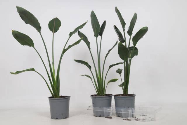 <h4>STRELITZIA REGIN BL</h4>