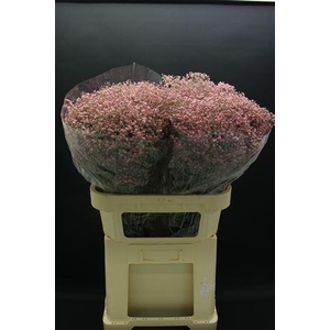 Gyps Fijn Rose Nieuw