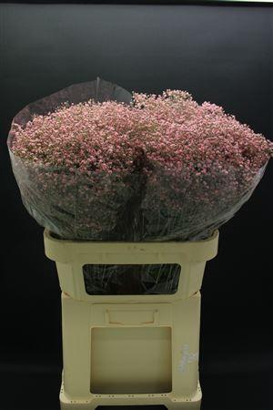 <h4>Gyps Fijn Rose Nieuw</h4>