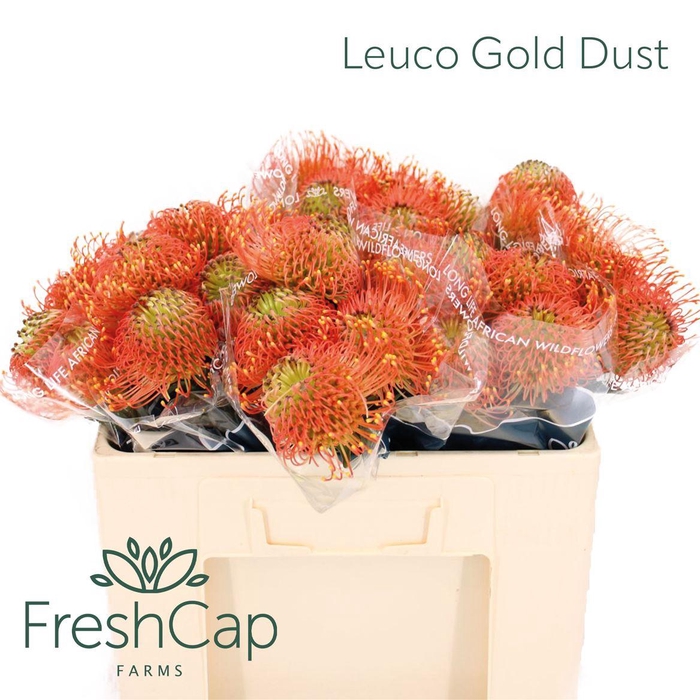 <h4>Leuco Gold Dust</h4>
