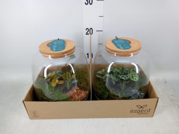 <h4>Arr. Planten H%</h4>