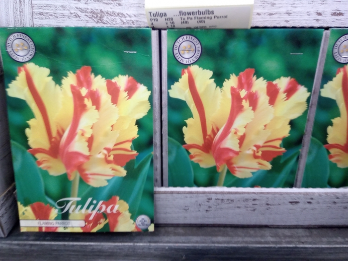 <h4>Tulipa   ...flowerbulbs</h4>