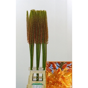 Eremurus Cleopatra Gold