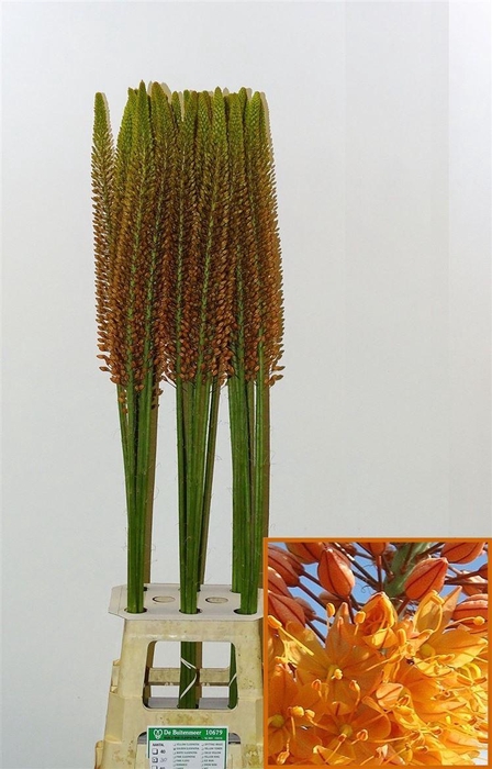 <h4>Eremurus Cleopatra Gold</h4>