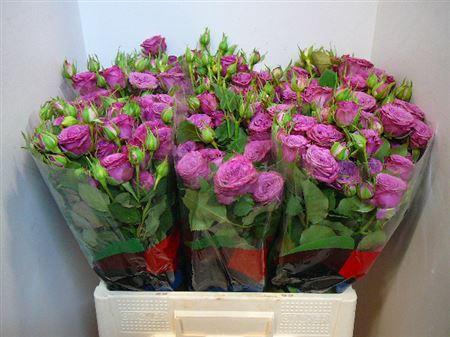 <h4>R Tr Purple Queen</h4>