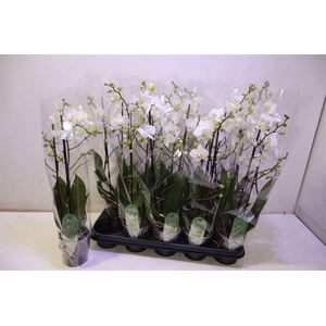 arr8 Phal Mf An Venice