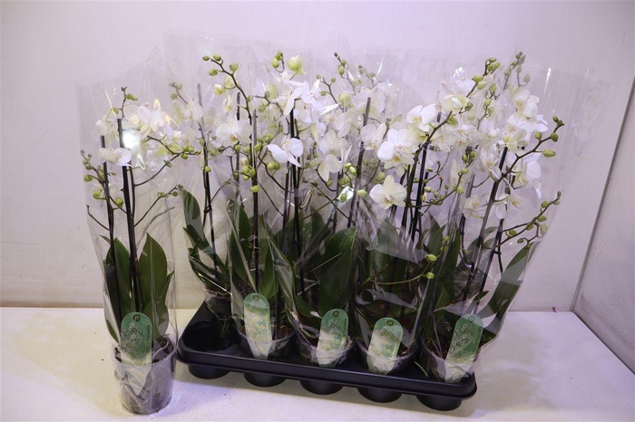 <h4>arr8 Phal Mf An Venice</h4>