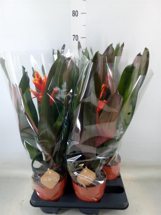 <h4>Aechmea   ...</h4>