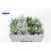 Haworthia Mix (mecx Flowers) Mecx-emmer 8cm