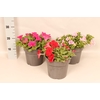 Perkplanten 19 cm Petunia Divers