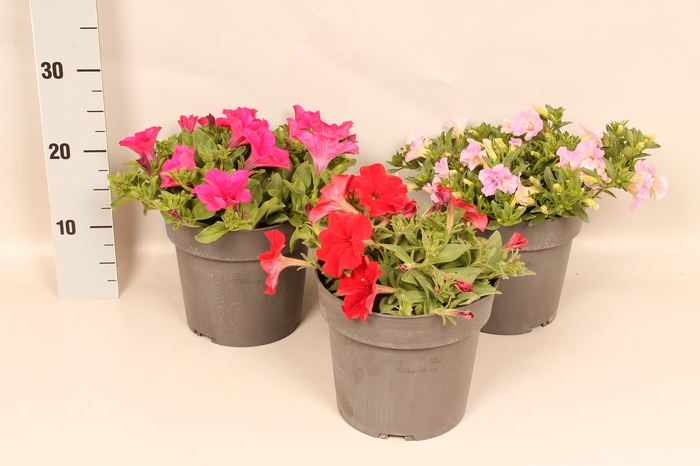 Perkplanten 19 cm Petunia Divers