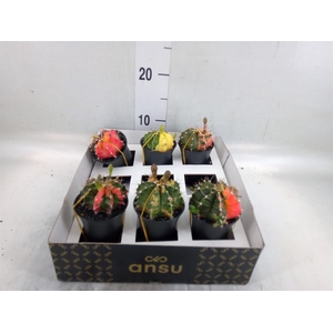 Gymnocalycium mihanov. 'Japan'  mix