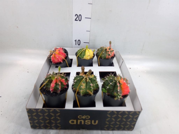 <h4>Gymnocalycium mihanov. 'Japan'  mix</h4>