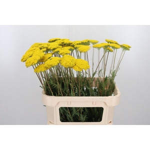 Achillea Park Variety