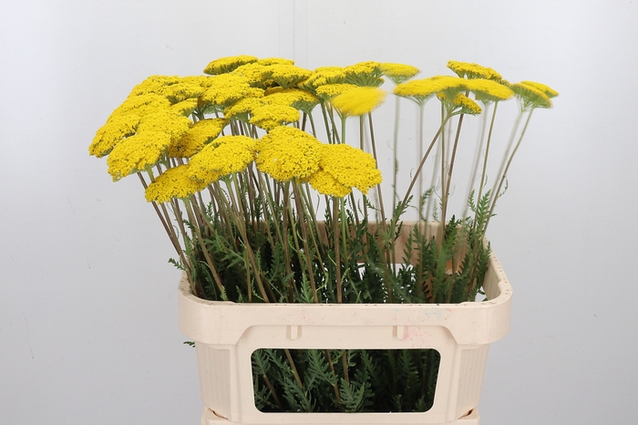 <h4>Achillea Park Variety</h4>