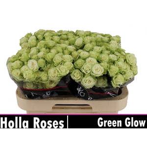 R TR GREEN GLOW