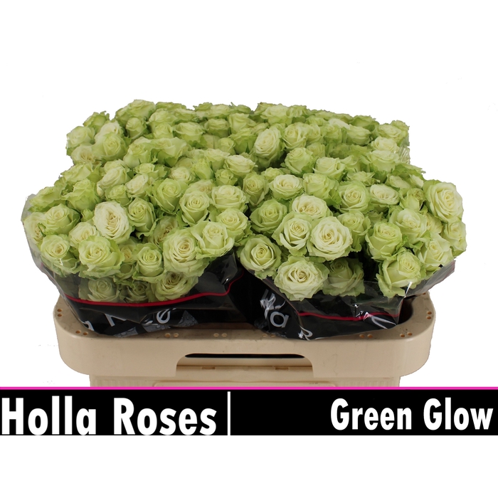 <h4>Green Glow</h4>