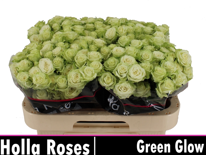 <h4>R Tr Green Glow</h4>