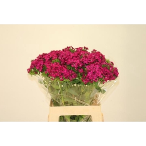 DI BARB AM NEON CHER