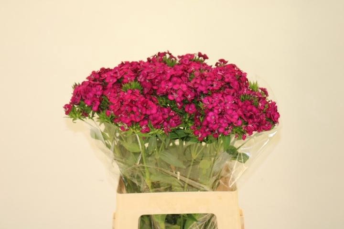 <h4>DI BARB AM NEON CHER</h4>