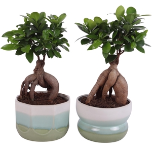 Ficus m. Ginseng Ball Shape Ø15cm in Ø17cm Ceramic FB675