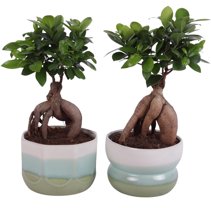 <h4>Ficus m. Ginseng Ball Shape Ø15cm in Ø17cm Ceramic FB675</h4>