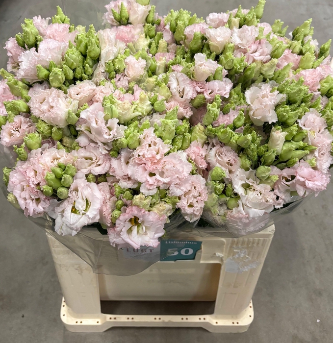 <h4>EUS G CHAC WED PINK</h4>