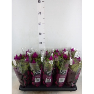 Celosia spic. 'Deep Purple'