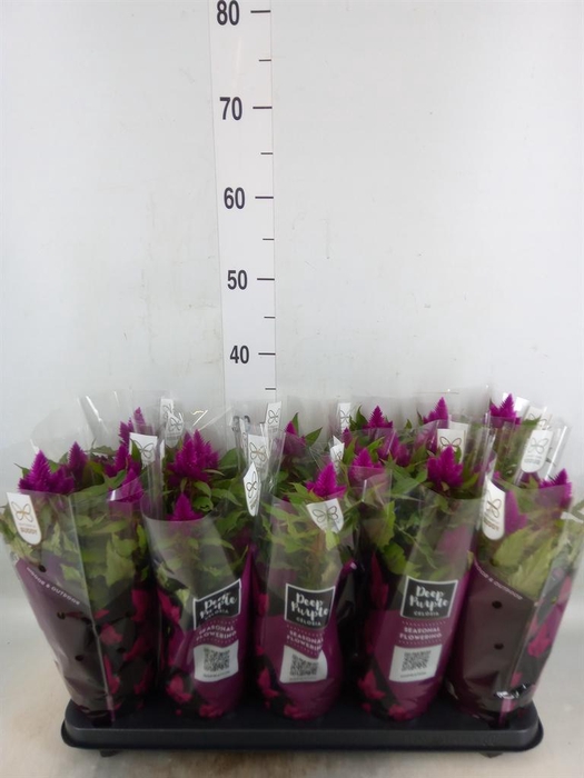 <h4>Celosia spic. 'Deep Purple'</h4>