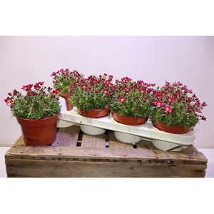 arr8 Saxif Ar Marto H Ros