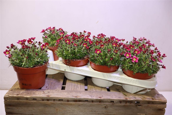 <h4>Saxif Ar Marto H Ros</h4>