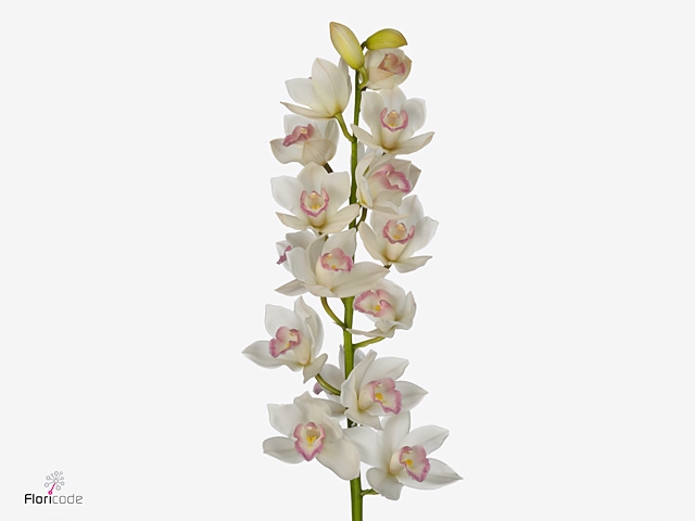 Cymb Mi Earliflor Leekade X15
