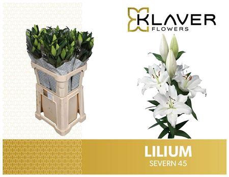 <h4>Li Or Severn</h4>