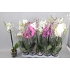 Phal Gem