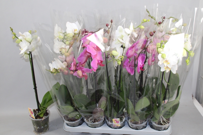 Phal Gem