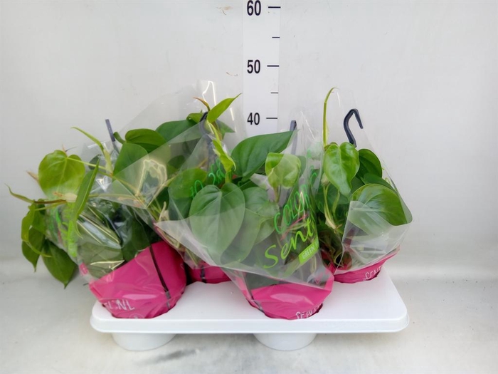 <h4>Philodendron scand.</h4>