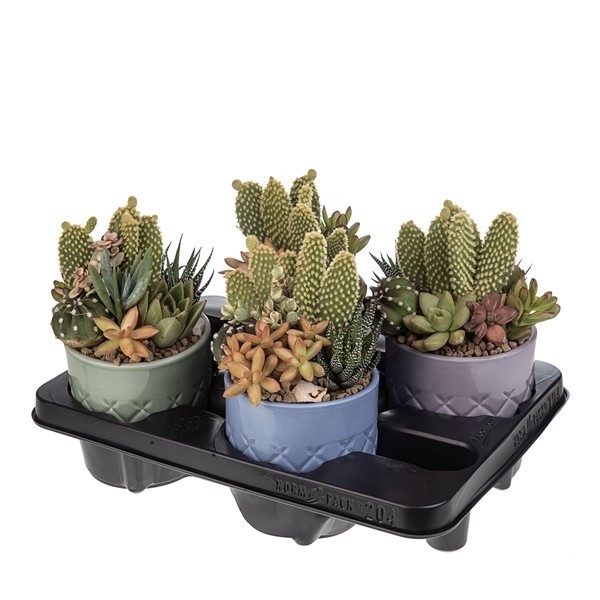 <h4>COMPOSITION OF CACTUS AND SUCCULENT IN CERAMIC CYLINDER Ø12 "RHOMBI" FANTASY - IN TRAY 4 PCS (CACTUS EN SUCCULENTEN)</h4>