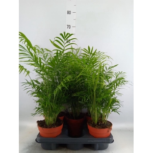 Chamaedorea elegans