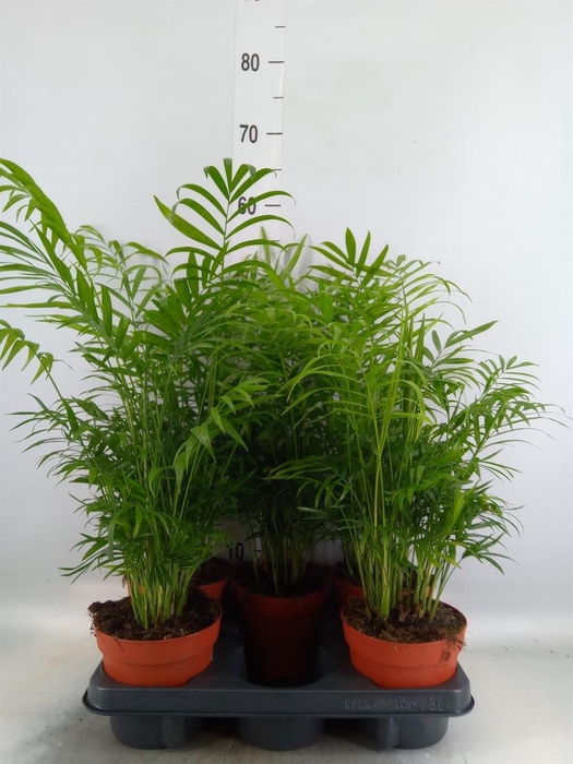 <h4>Chamaedorea elegans</h4>