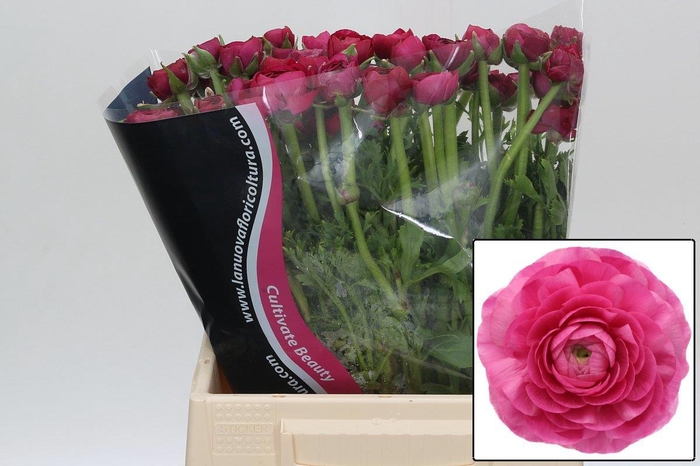 <h4>RAN EL DARK PINK</h4>