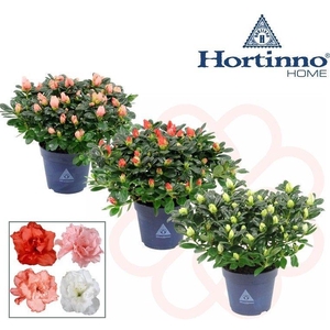 Hortinno® Home 'gemengd' 25 - 27 cm