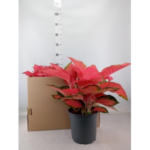 Aglaonema   ...